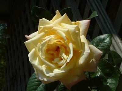 this is a peace rose for you to enjoy