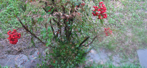 Nandinas for the love of nature