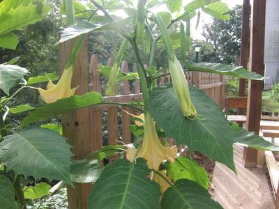 My Angel Trumpet