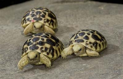 Burmese Star Tortoises
