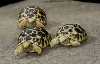 Burmese Star Tortoises Burmese Star Tortoises