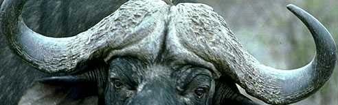 cape buffalo - very aggressive and dangerous...