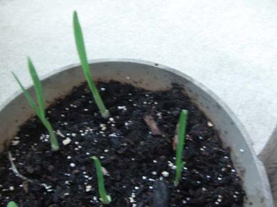 Garlic sprouts