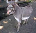 donkey donkey