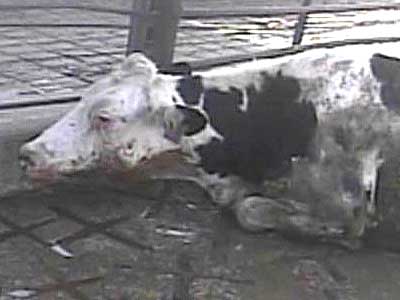 Downed Cow