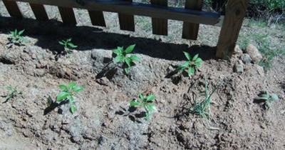 peppers, onions and mullein