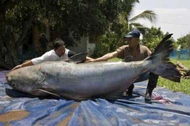 World Largest Catfish