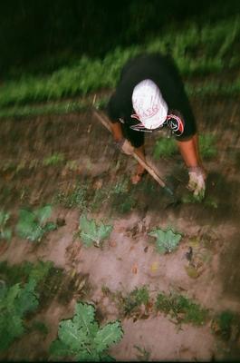 Caring for my collards, weeding, thinning, transplanting, and watering.