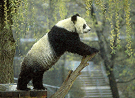 Giant Panda Bear - Endanger Species 