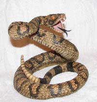 Rattlesnake School Mascot