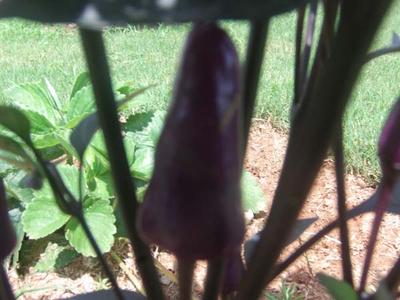 Pretty Purple Pepper