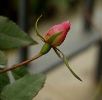 a single rose