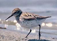 Sandpiper