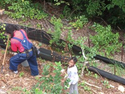 Planting Plum trees