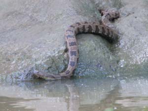 Brown Water Snake