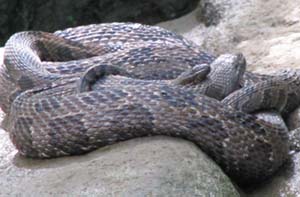 brown water snakes pairing and mating brown water snakes pairing and mating
