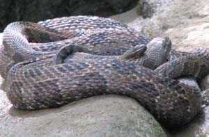 brown water snakes pairing and mating