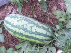 Watermelon ful grown