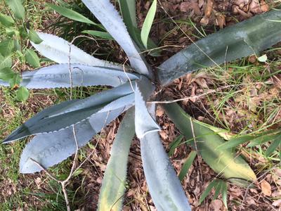 yucca plant/blue agave