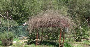 grape arbor in spring