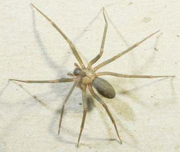  The Brown Recluse Spider