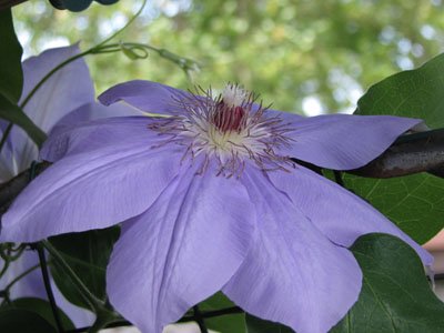 Image of Clematis 2010