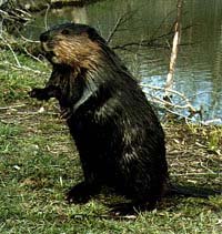 Beaver