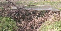 Beaver dam