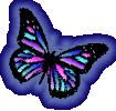 Butterflies Stopped Flying
