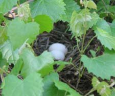 The eggs of a Mourning Dove