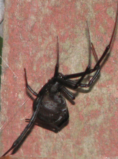black widow spider