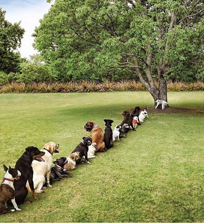 dogs for trees