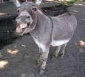 donkey donkey