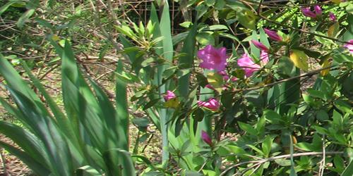 irises and azelas