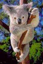 Koala Bear - stoic, tenacious and changeable