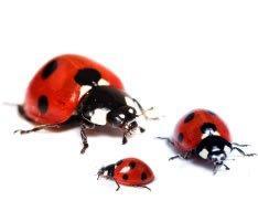 Ladybugs