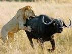 Lion attacking a water buffalo! Awesome photo, Click for closerr view