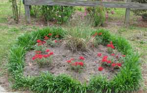 lucky horseshoe verbena garden