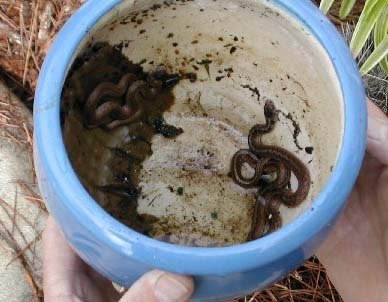 Snakes discovered at bottom of a potted plant.