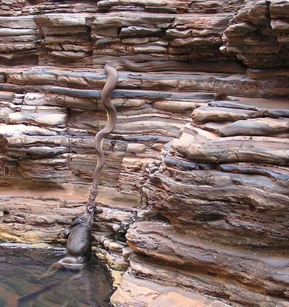 Snake and Cow Snake and Cow