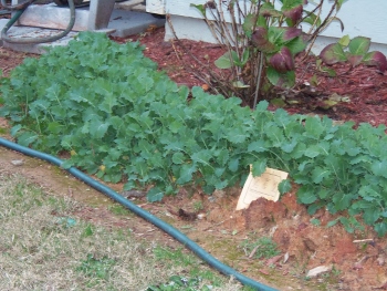 Growing My Own Kale