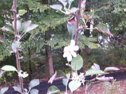 Apple Tree stil Blossoming