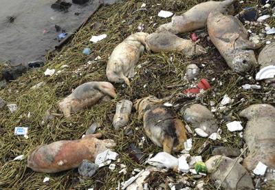 Dead pigs floating in  Huangpu River, Songjiang district in Shanghai, China