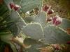 Love is like a cactus... beautiful but painful when handled carelessly. 
