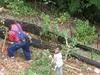 Planting Plum trees