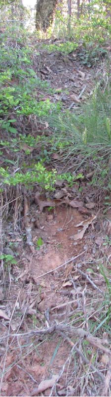 turkey trail