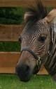 zebra head but it is not a zebra