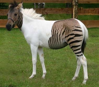 zebrula zebrula