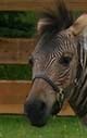 zebra head but it is not a zebra zebra head but it is not a zebra